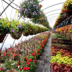 Plant Nursery