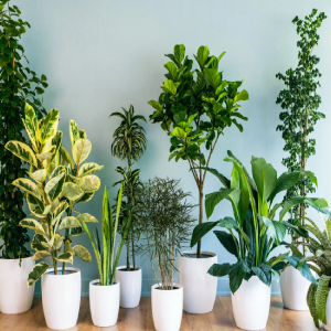 Indoor Plants