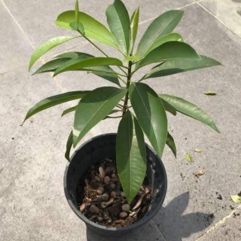 SAPOTA ( ACRUS SAPOTA )