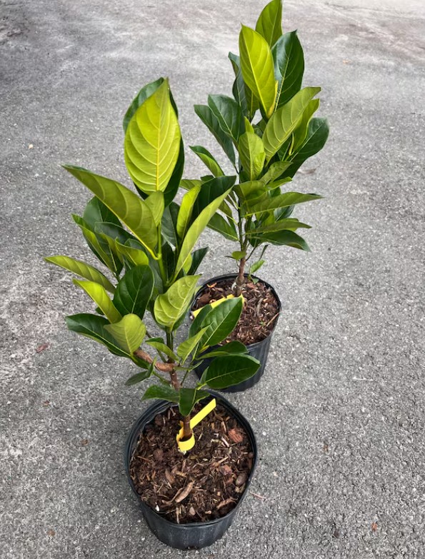 JACK FRUIT ( ARTOCARPUS HETERO PHYLLOS )