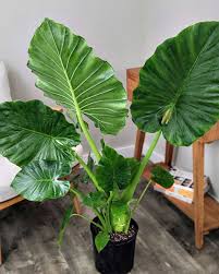 ALOCASIA (CALIDORA)