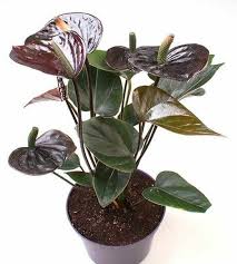 ANTHURIUM (ANDREANUM GR, AMBIANCE)