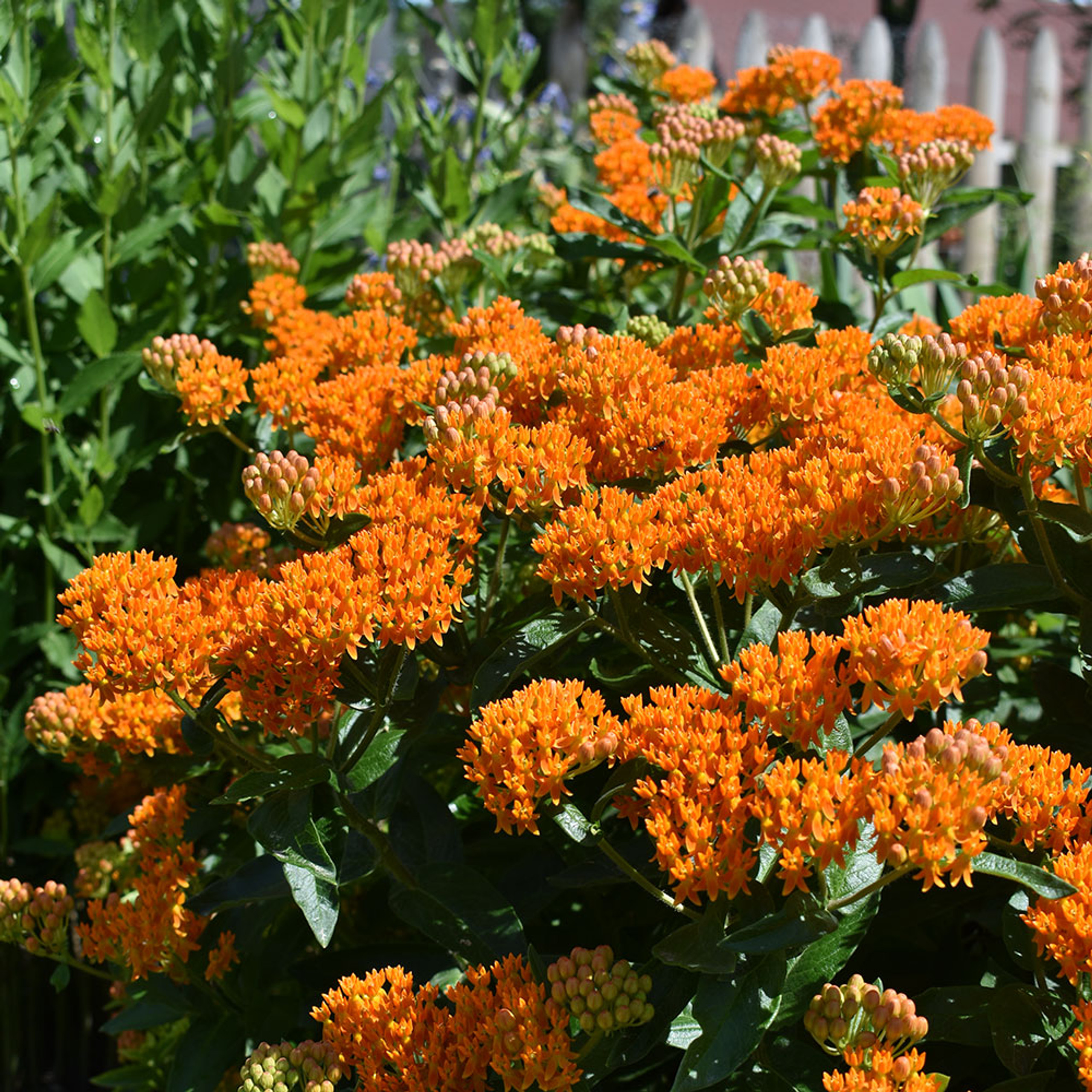 ASCLEPIAS