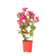 BOUGAINVILLEA (DANIA)