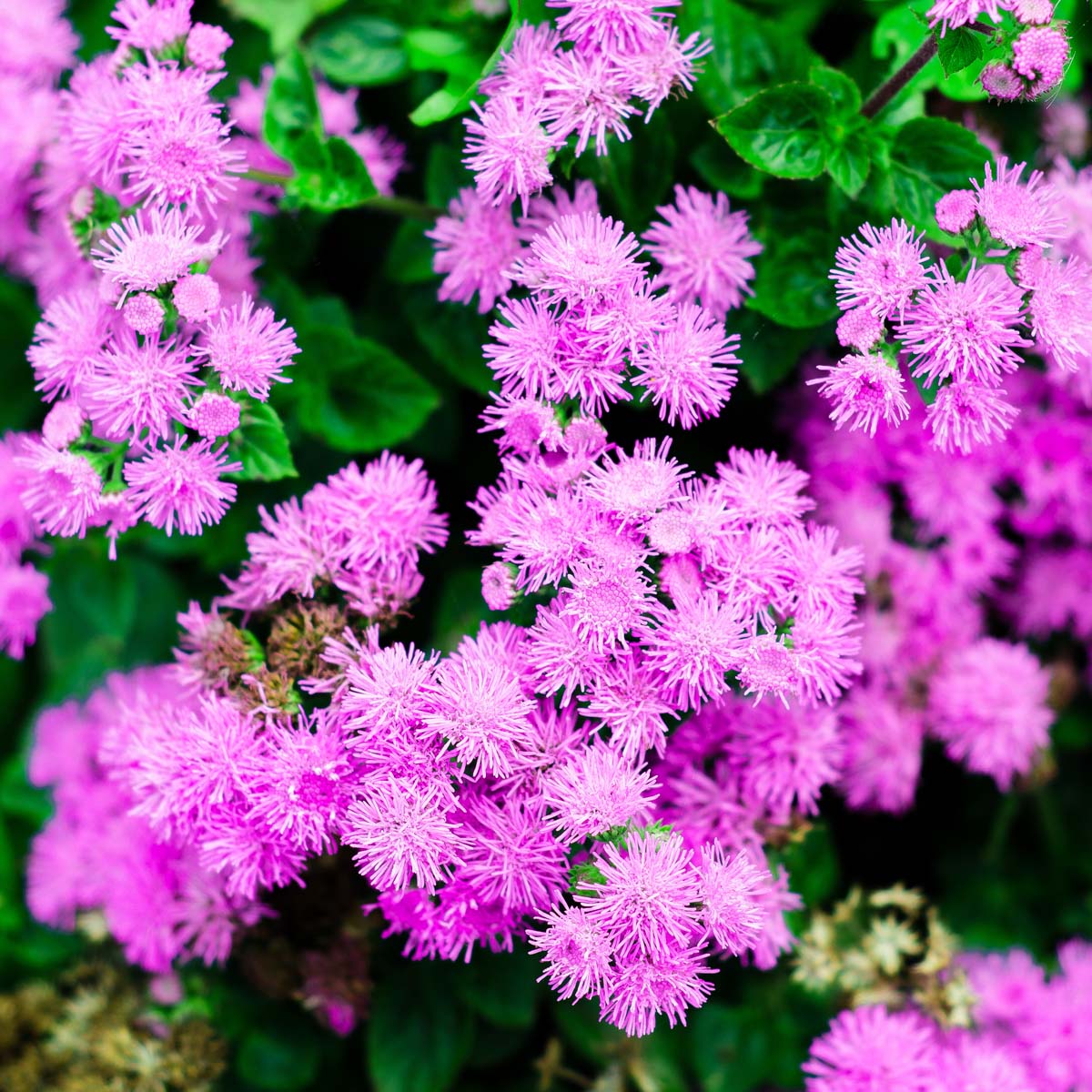 AGERATUM ( HOUSTONIANUM )