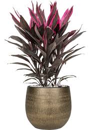 CORDYLINE (FRUTICOSA, TANGO)