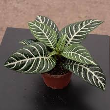 APHELANDRA (SQUARROSA ,DANIA)