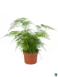 ASPARAGUS (SETACEUS A.PLUMOSUS)