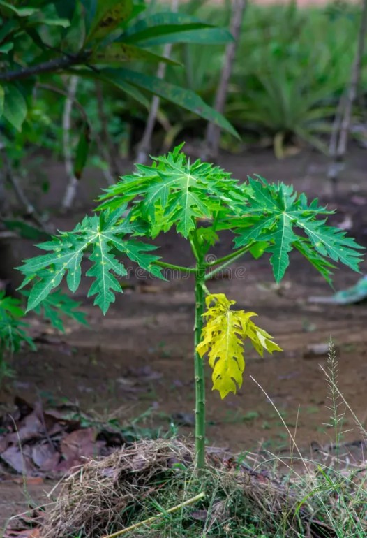 PAPAYA