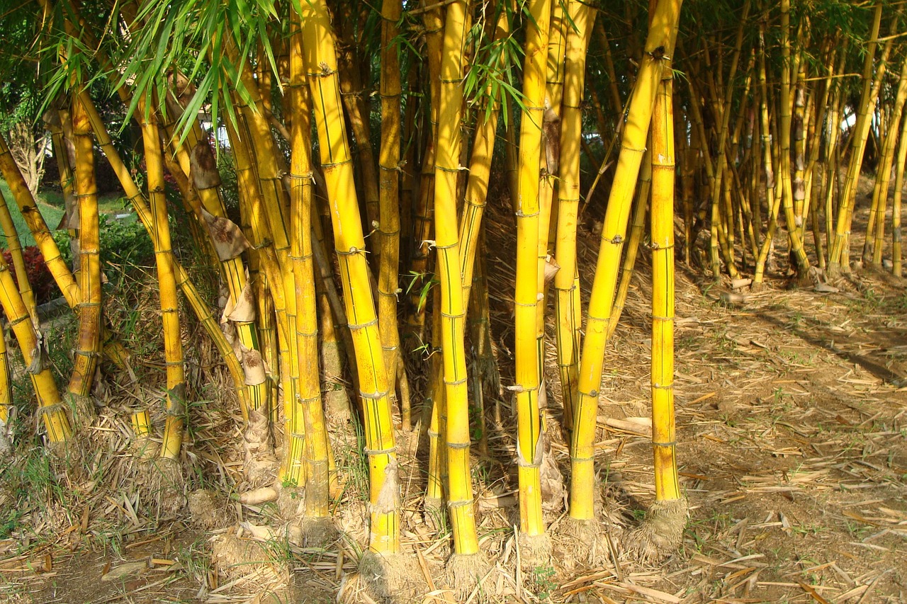 BAMBOO GOLDEN BAMBUSA ( VULGARIS )