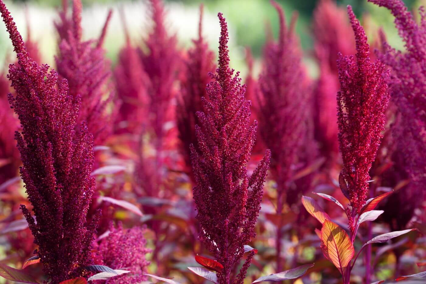 AMARANTHUS