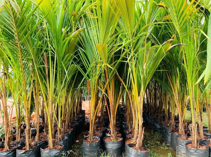 COCONUT - ORANGE DRAFL