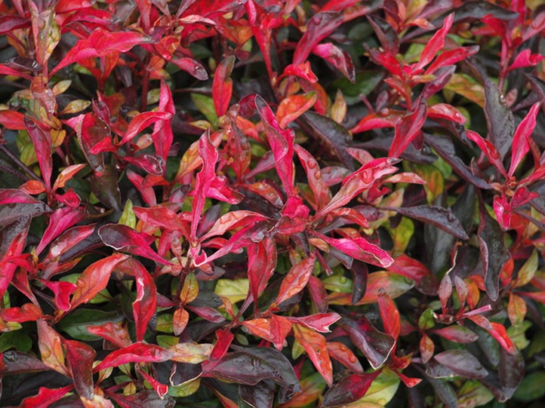 ALTERNANTHERA ( BETTZICKIANA ALTERNETRA RED )