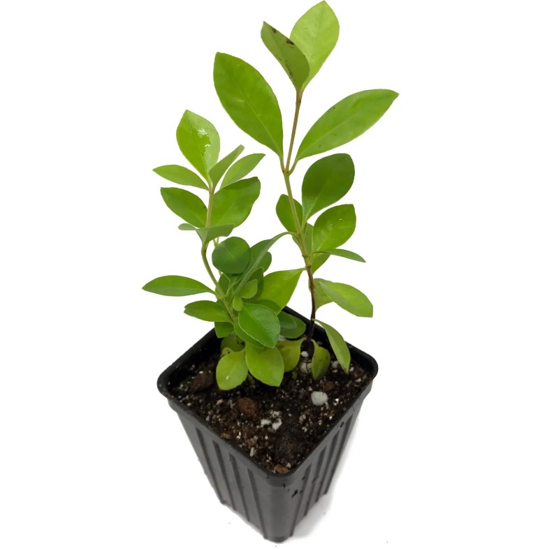 GUAVA ( STRAWBERRY GUAVA )