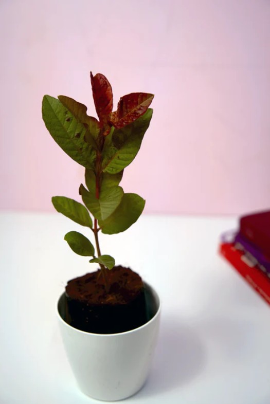 GUAVA ( RED FLESHED GUAVA )