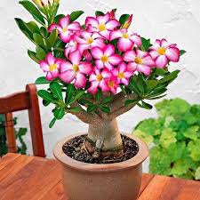 ADENIUM(OBESUM)