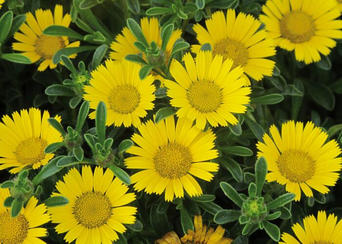 ASTERISCUS ( MARITIMUS )