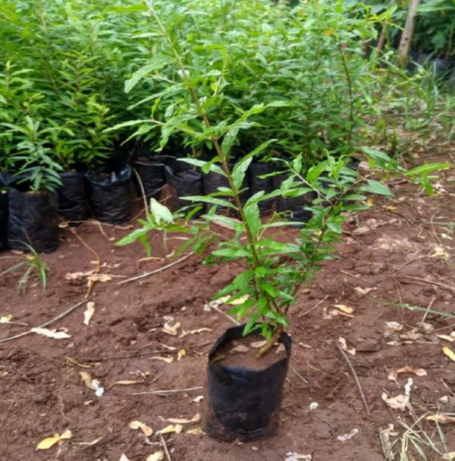 ANAR - PUNICA GRANTAM