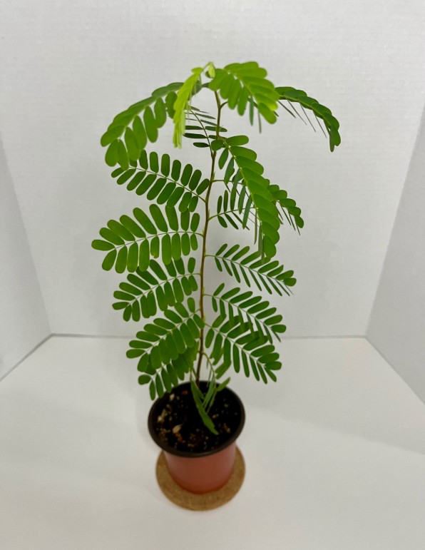 TAMARIND ( TAMARINDUS INDICA )