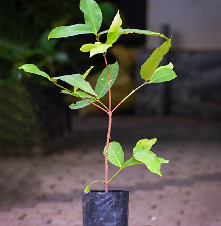 WATER APPLE ( SYZYGIUM AQUEA )