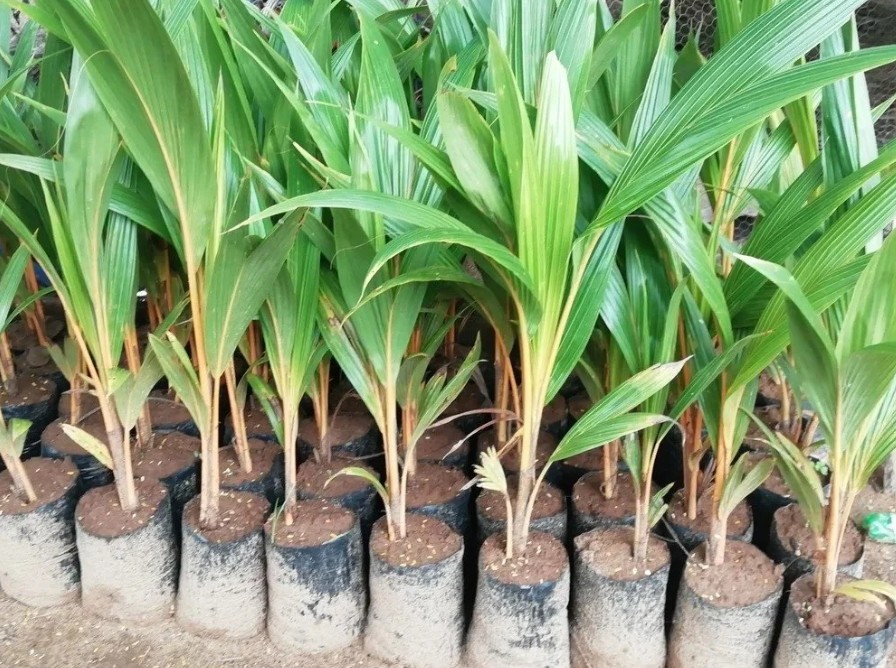 COCONUT - GANGA BANT