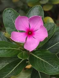 CATHARANTHUS (ROSEUS)