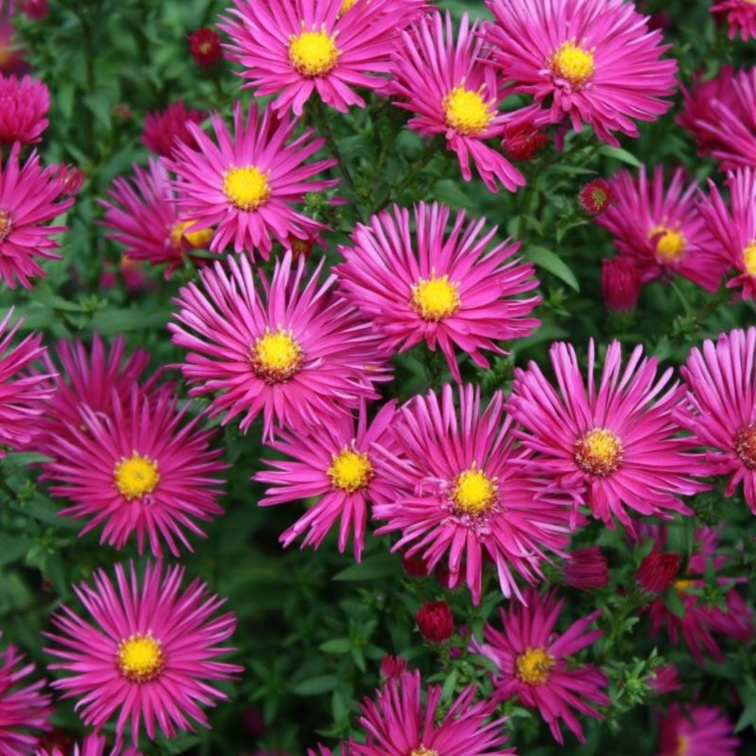 ASTER ( NOVI - BELGII - GR )