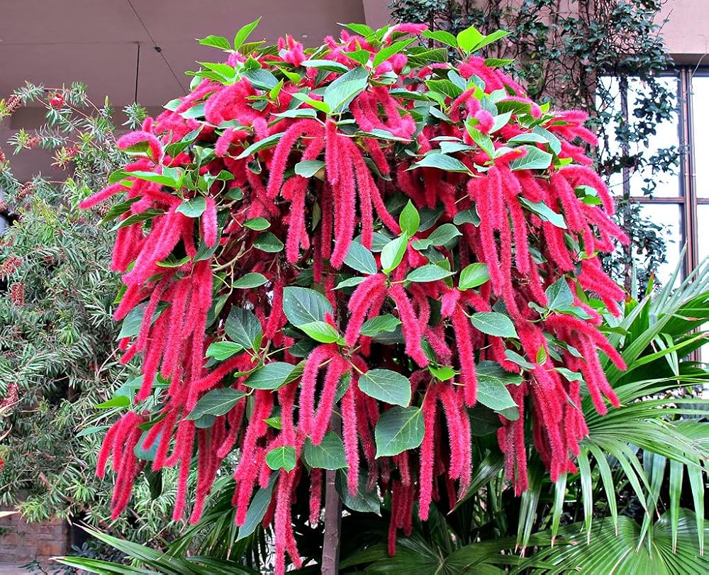 ACALYPHA(HISPIDA)