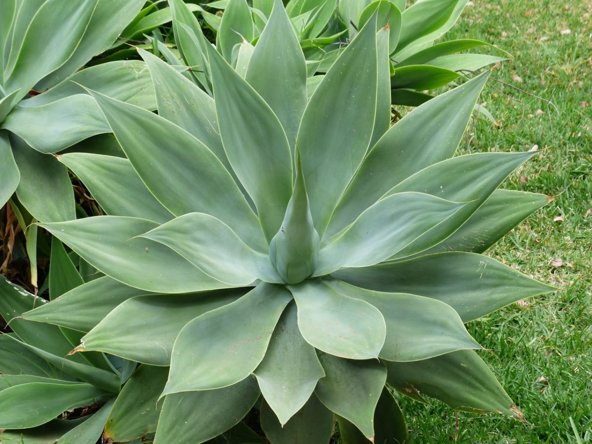 AGAVE