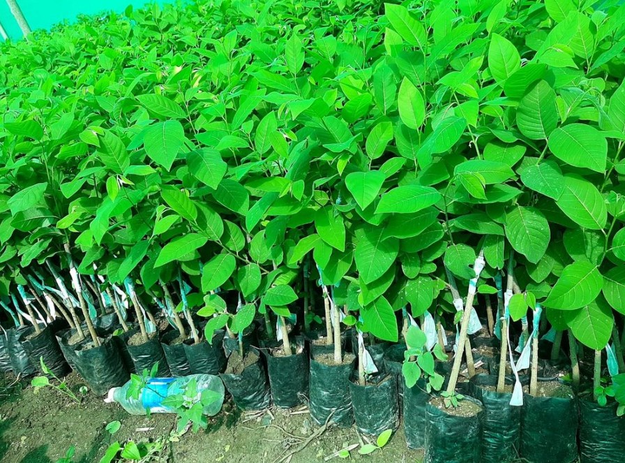 CUSTARD APPLE - BALANAGAR 