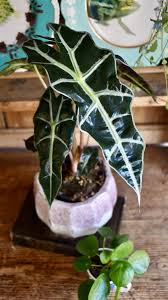 ALOCASIA (POLLY)
