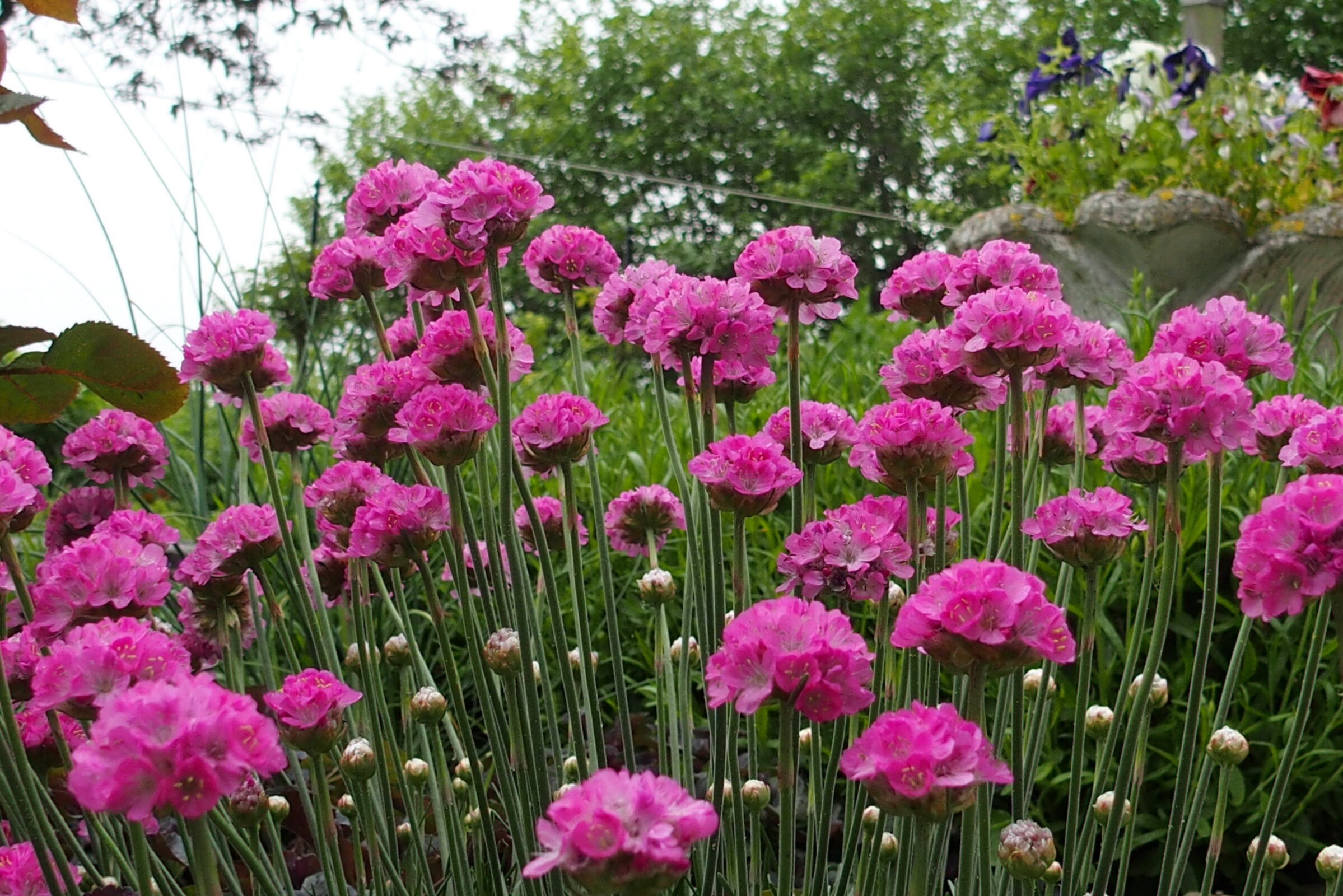 ARMERIA 