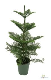 ARAUCARIA (HETEROPHYLLA)