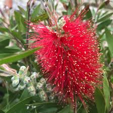 CALLISTEMON