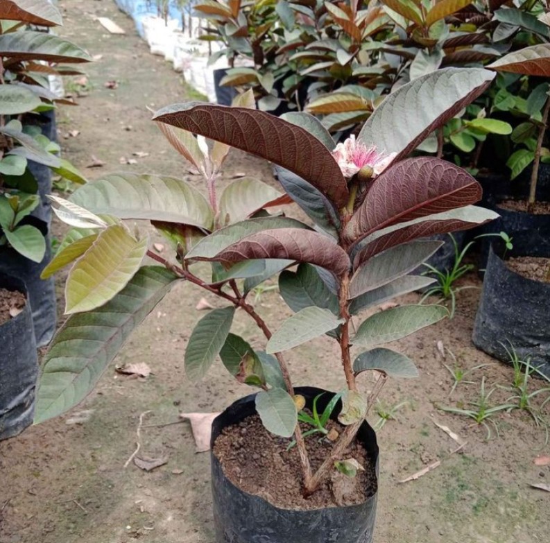 GUAVA ( BLACK GUAVA )