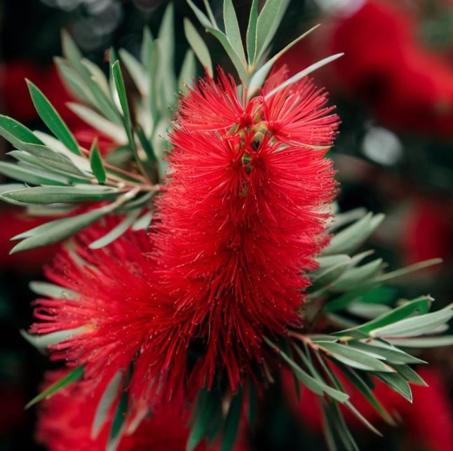 CALLISTEMON CITRINUS ( BOTTLE BRUSH )