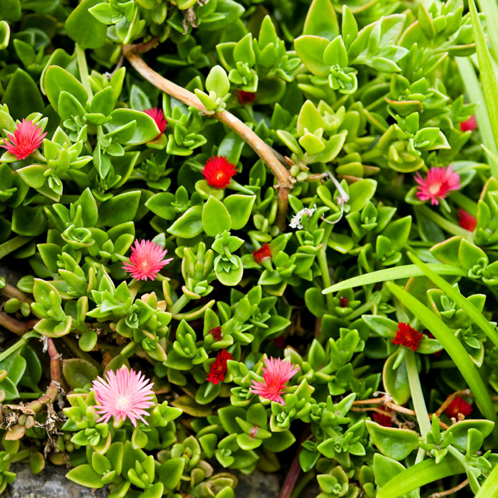 APTENIA ( CORDIFOLIA )