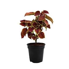 COLEUS (BLIMEI GR)