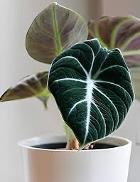 ALOCASIA (BLACK VELVET)