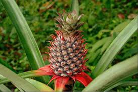 ANANAS (PINE APPLE)
