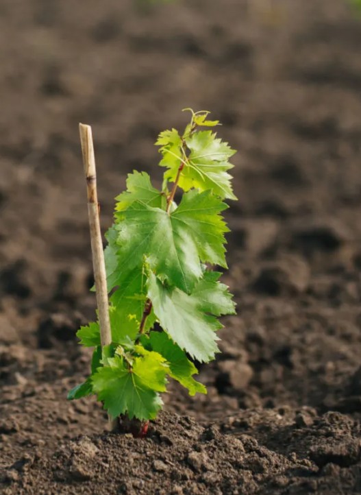 GRAPE ( GRAPE - TAJ -E - GANESH )