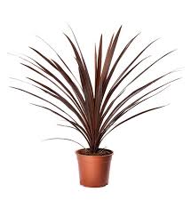 CORDYLINE (AUSTRALIS, RED STAR)