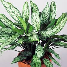 AGLAONEMA (MARIA CHRISTINA)
