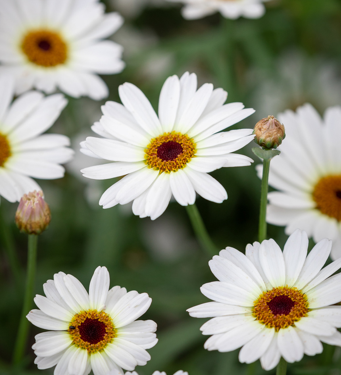 ARGYRANTHEMUM ( FRUTESCENS )