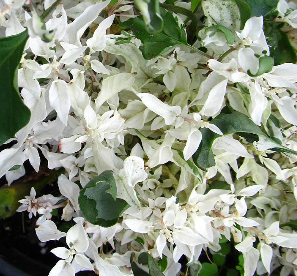 ALTERNANTHERA ( BETTZICKIANA VARIEGATE ALTERNANTHERA WHITE )