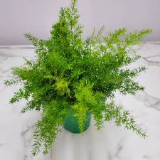 ASPARAGUS (DENSIFLORUS SPRENGERI)