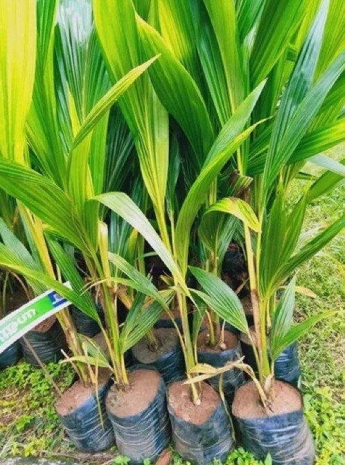 COCONUT - EAST COST TALL