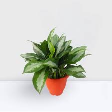 AGLAONEMA (PATTAYA BEAUTY)