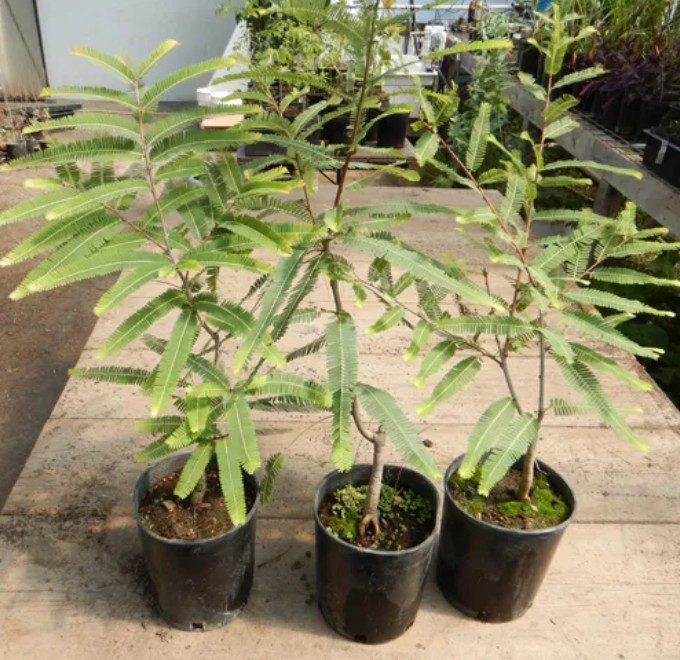 AMLA - EMBLICA AFFICINALIS