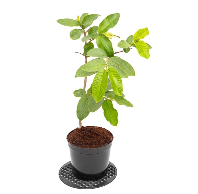 GUAVA ( GUAVA L - 49 )